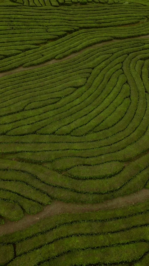 Tea fields drone Azores Sao Miguel Stock Footage 284418406