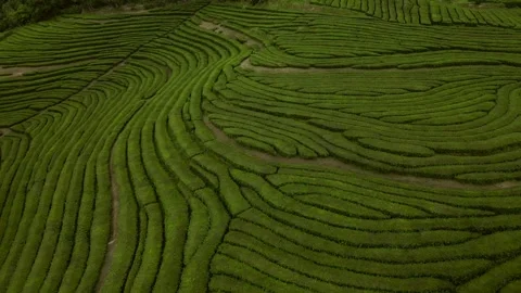 Tea fields drone Azores Sao Miguel Stock Footage 284418511