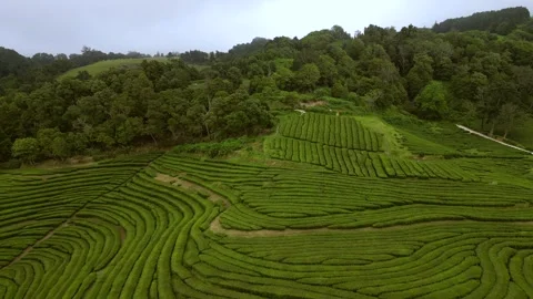 Tea fields drone Azores Sao Miguel Stock Footage 284418566