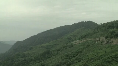 Tea Fields Video stock 693870