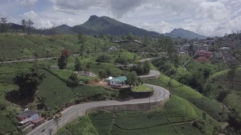 Tea Fields Video stock 83657833