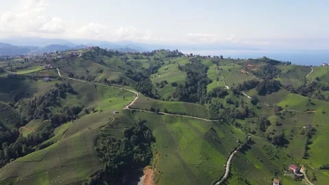 Tea Fields Stock-Footage 333305256