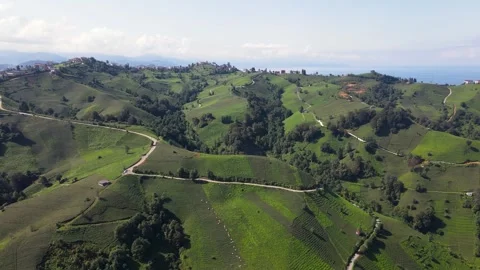 Tea Fields Vídeo Stock 334599947
