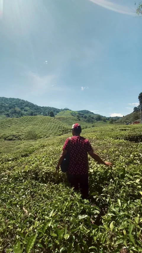 Tea Fields in Harmony with Nature Stock Footage 303671001
