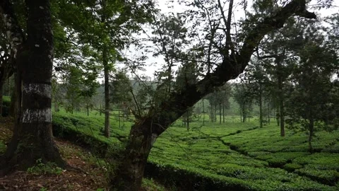 Tea fields in Kerala, Indian tea fields Stock Footage 156966948