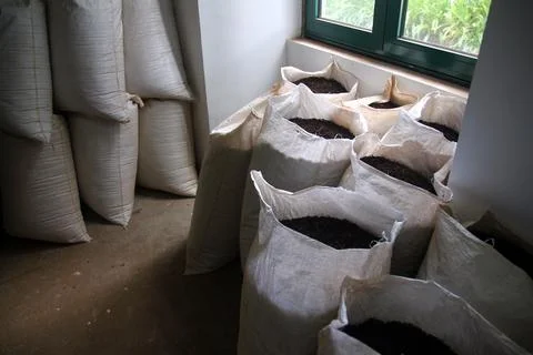 Tea fields in the middle of the Atlantic Ocean Stock Photos