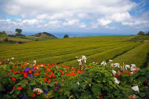 Tea fields in the middle of the Atlantic Ocean Stock Photos