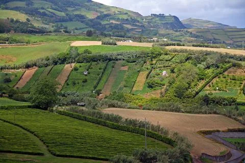 Tea fields in the middle of the Atlantic Ocean Foto stock