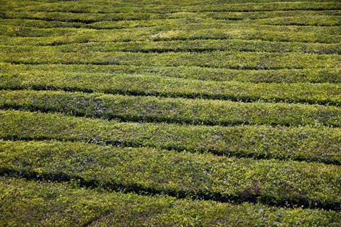 Tea fields in the middle of the Atlantic Ocean Stock Photos