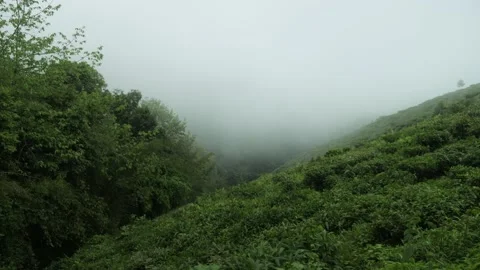 Tea fields in the mist in Darjeeling, India Stock Footage 238834630