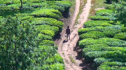 Tea fields in Munnar, Kerala, India 库存影片 37827240