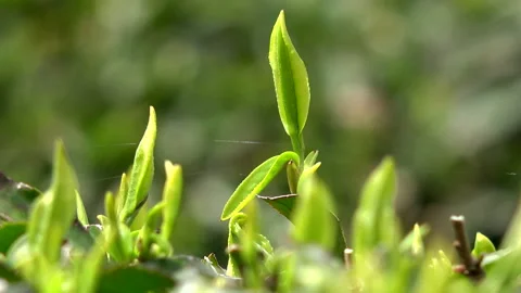 Tea Fields: New Shoots Vídeos de archivo 332421374