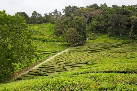 Tea fields Stock Photos
