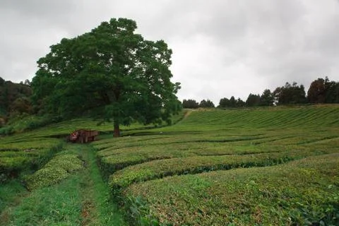 Tea fields 库存照片