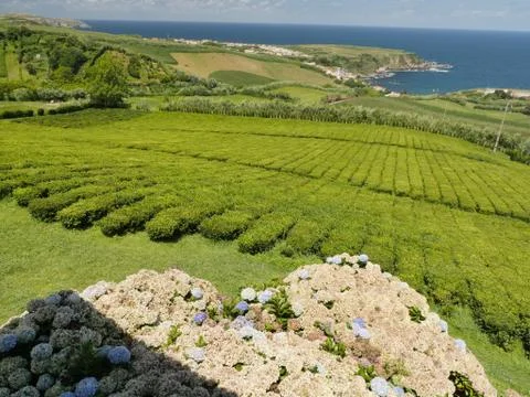 Tea Fields Stock Photos