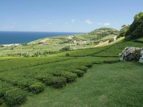 Tea Fields Stock Photos