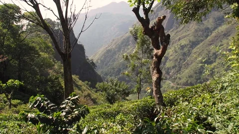 Tea fields on the slopes of the mountains in Sri Lanka Stock Footage