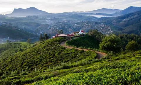 Tea fields of sri lanka Stock Photos