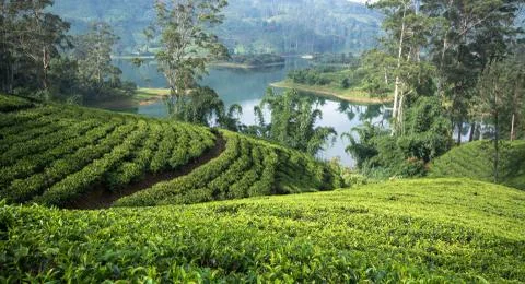 Tea fields of sri lanka Stock Photos