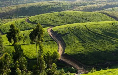 Tea fields of sri lanka Stock Photos