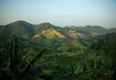 Tea Fields in Thailand Stock Photos