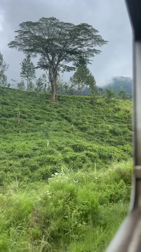 Tea fields through train window, vertical shot, misty day Stock Footage 261667861