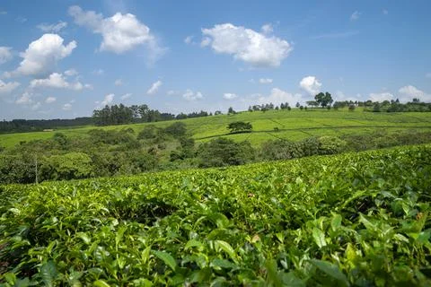 Tea fields, Uganda Foto stock
