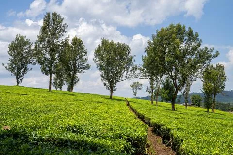 Tea fields, Uganda Stock Photos