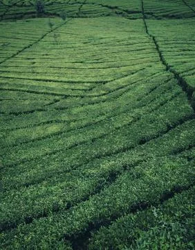 Tea fields on West Java, Indonesia Stock Photos