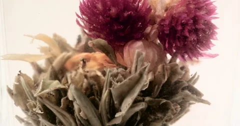 Tea flower Stock Footage 234969908