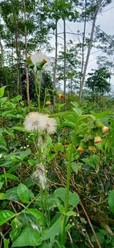 Tea flower Stock Photos