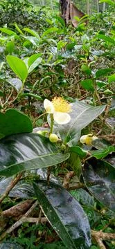 Tea flower Stock Photos