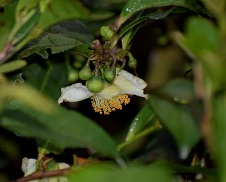 Tea flower Stock Photos
