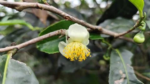 Tea flower Stock-Fotos