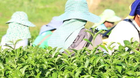 Tea flushes harvested by hand have high quality and make up for high grade Vidéo 65192243