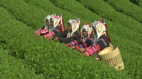 Tea Stock Footage 639912