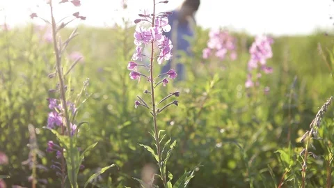 Tea Stock Footage 111022566
