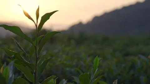 Tea, fresh leaf at sunset. Top of a tea Bush at sunset. Stock Photos