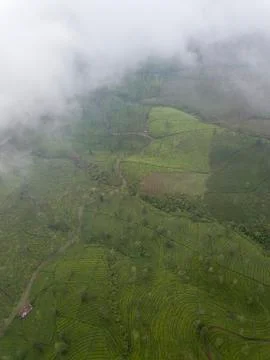 Tea garden aerial view against a thick fog foreground. fresh natural scenery  Stock Photos
