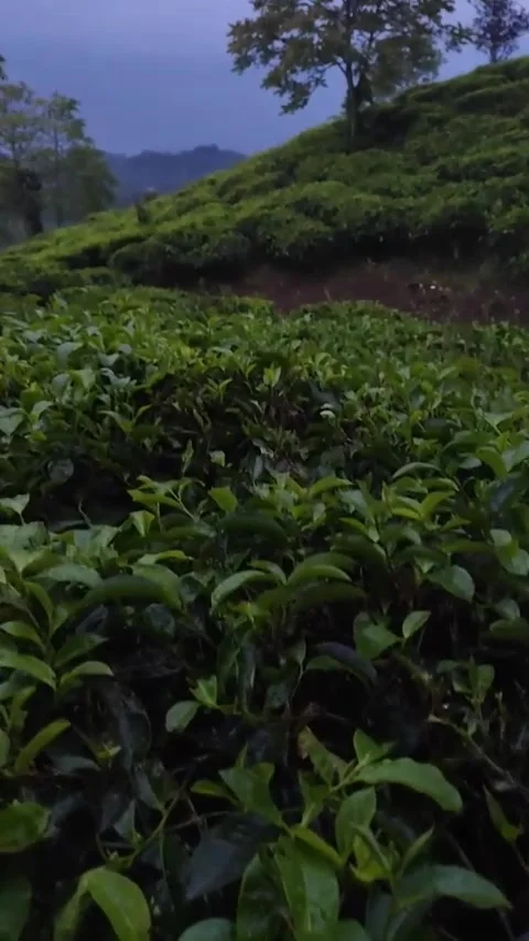 Tea garden in the afternoon Stock Footage 307381209