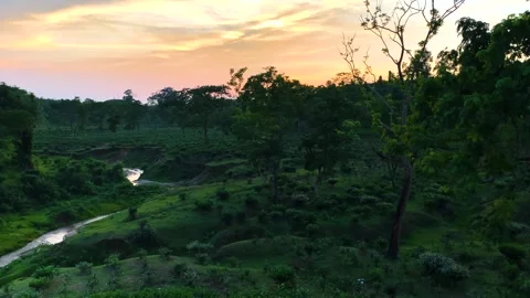 Tea Garden and Small Stream at Sunset - Sylhet - Bangladesh Stock Footage 341484382