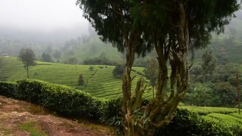 Tea Garden Stock Footage 82310534