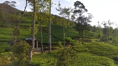 Tea garden Video stock 149800772