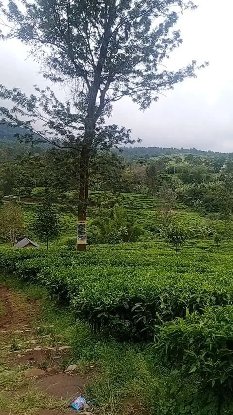 Tea garden 動画素材 205119695
