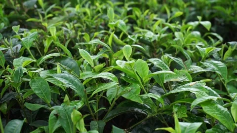 Tea garden Stock Footage 219328998