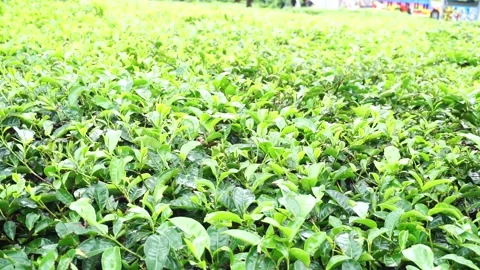 Tea garden Stock Footage 219329429