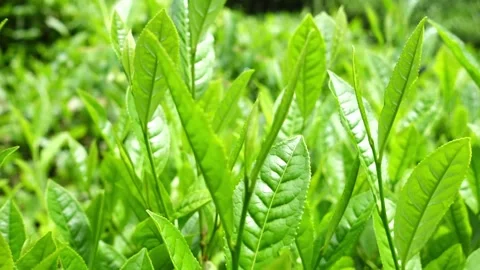 Tea garden Stock Footage 265953746