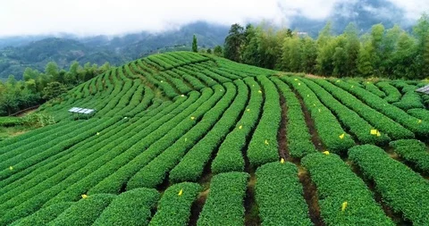 Tea garden green Stock Footage 98571337