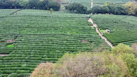 Tea garden of Hangzhou Stock Footage 258010739