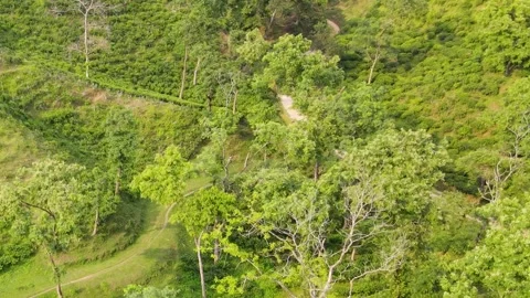 Tea garden on hill slope, forest, hill path, khadimnagar national park, sylhet 動画素材 345196962